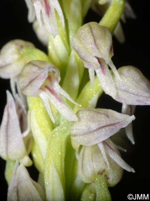 Orchis intacta = Neotinea maculata