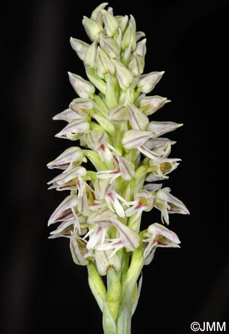 Orchis intacta = Neotinea maculata