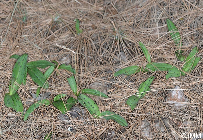 Orchis intacta = Neotinea maculata