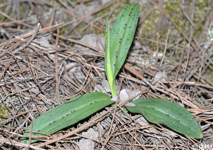 Orchis intacta = Neotinea maculata