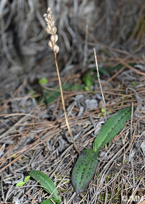 Orchis intacta = Neotinea maculata