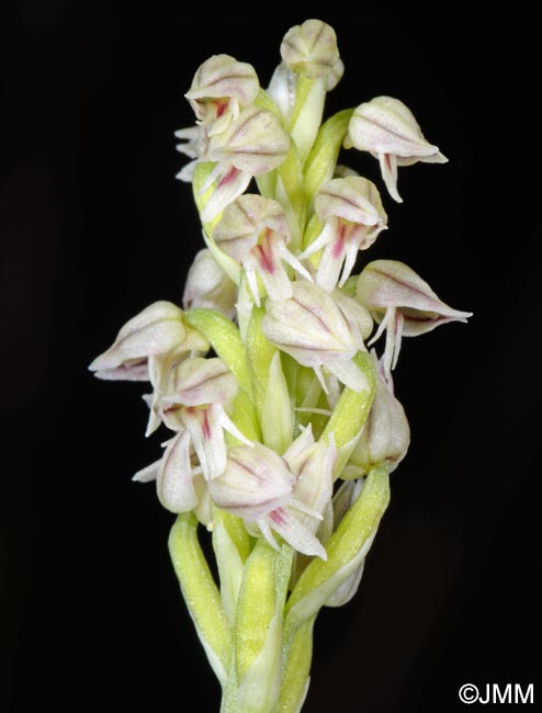 Orchis intacta = Neotinea maculata