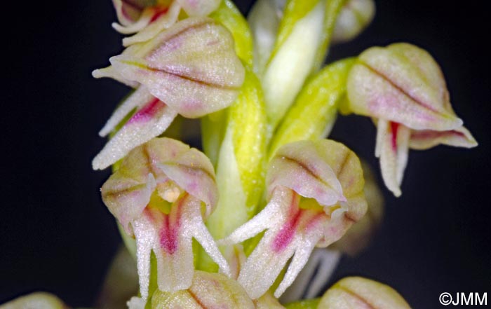 Orchis intacta = Neotinea maculata