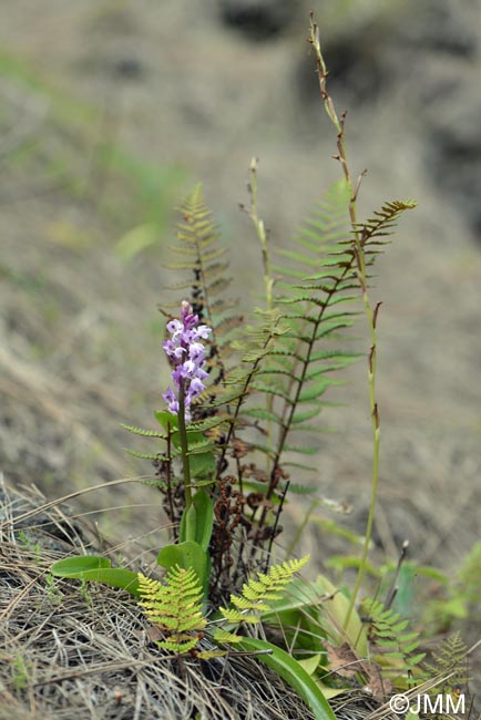 Notholaena marantae subsp. subcordata & Orchis lapalmensis & Habenaria tridactylites