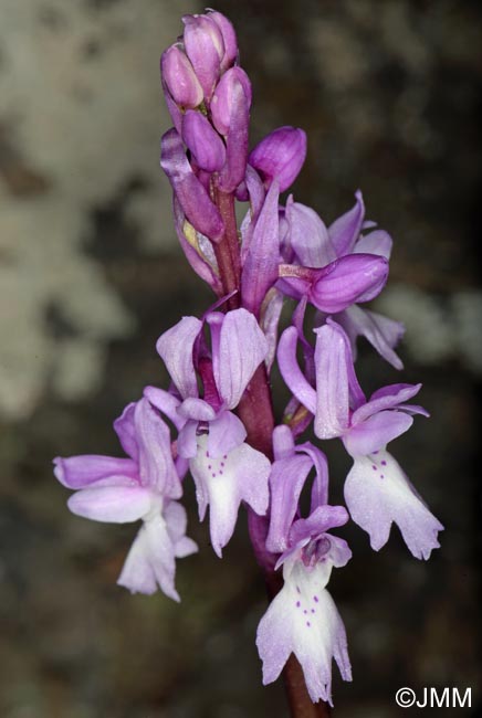 Orchis lapalmensis = Orchis mascula subsp. lapalmensis