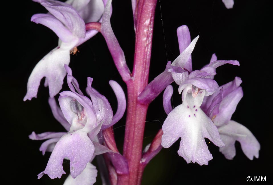 Orchis lapalmensis = Orchis mascula subsp. lapalmensis