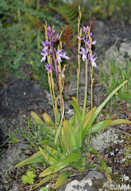 Orchis lapalmensis & Habenaria tridactylites