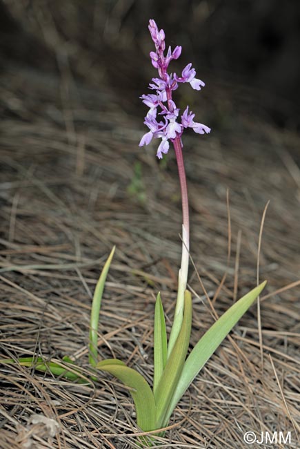 Orchis lapalmensis = Orchis mascula subsp. lapalmensis