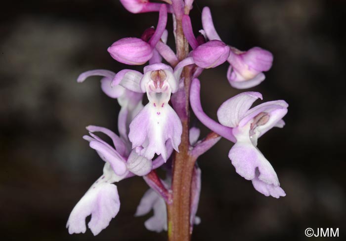 Orchis lapalmensis = Orchis mascula subsp. lapalmensis