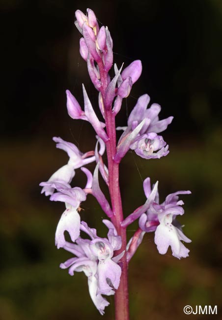 Orchis lapalmensis = Orchis mascula subsp. lapalmensis