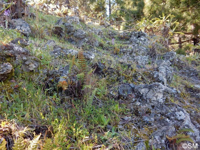 biotope  Habenaria tridactylites & Orchis lapalmensis