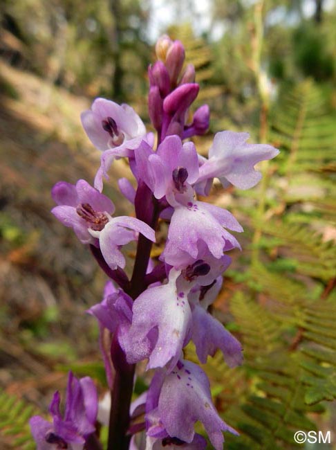 Orchis lapalmensis = Orchis mascula subsp. lapalmensis