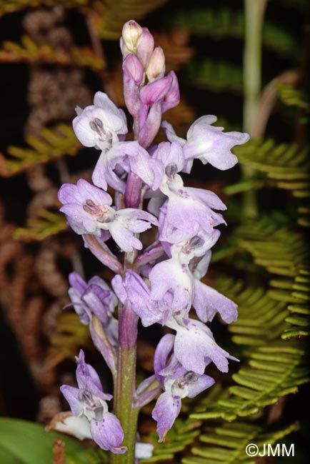 Orchis lapalmensis = Orchis mascula subsp. lapalmensis