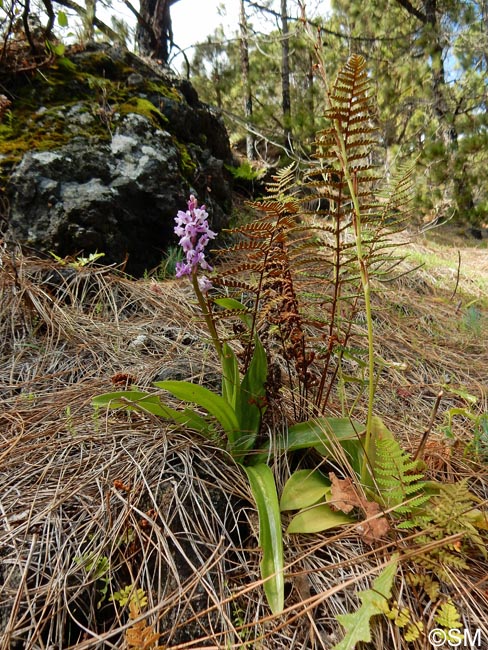 Orchis lapalmensis & Habenaria tridactylites & Notholaena marantae subsp. subcordata