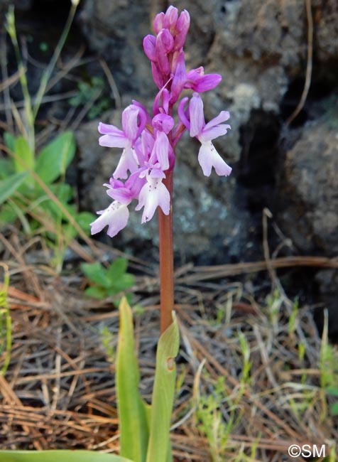 Orchis lapalmensis = Orchis mascula subsp. lapalmensis