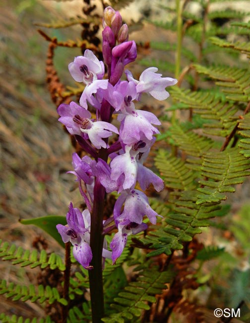 Orchis lapalmensis & Notholaena marantae subsp. subcordata