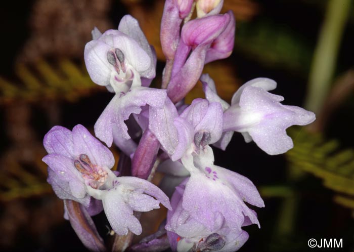 Orchis lapalmensis = Orchis mascula subsp. lapalmensis