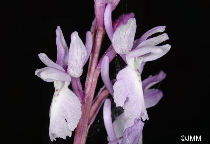 Orchis lapalmensis = Orchis mascula subsp. lapalmensis