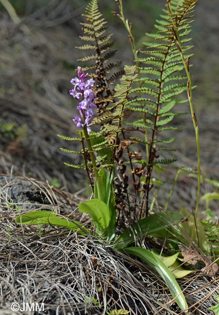 Notholaena marantae subsp. subcordata & Orchis lapalmensis & Habenaria tridactylites