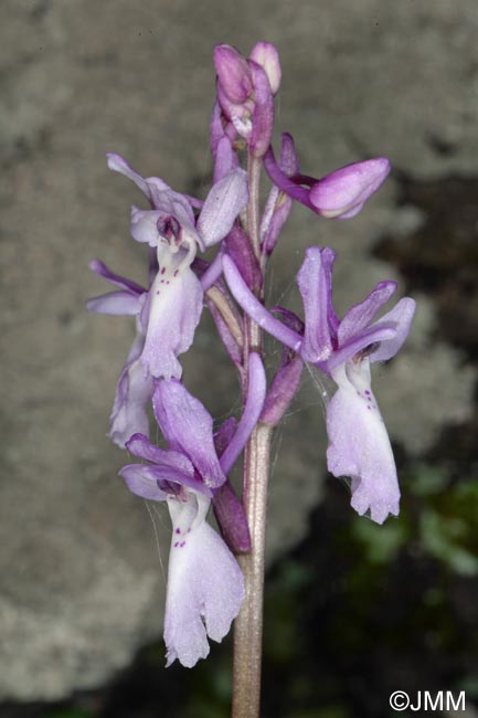 Orchis lapalmensis = Orchis mascula subsp. lapalmensis