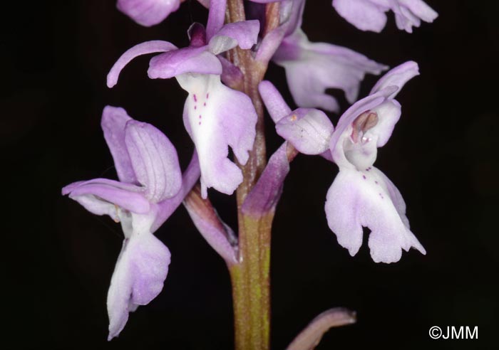 Orchis lapalmensis = Orchis mascula subsp. lapalmensis