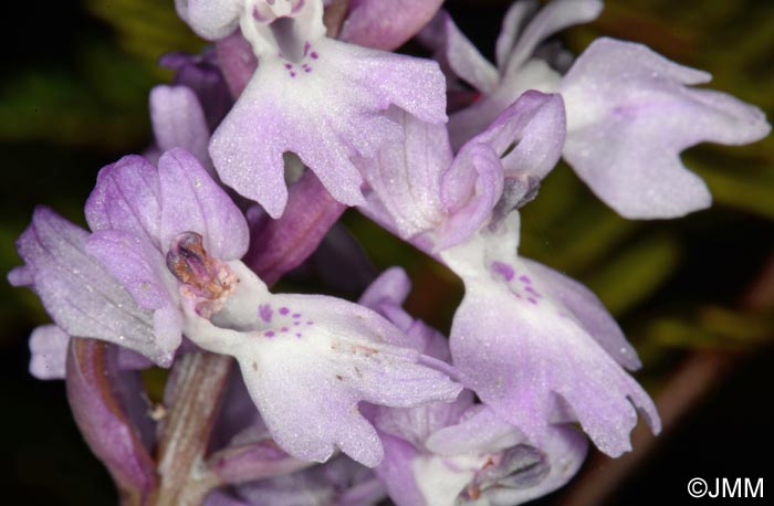 Orchis lapalmensis = Orchis mascula subsp. lapalmensis