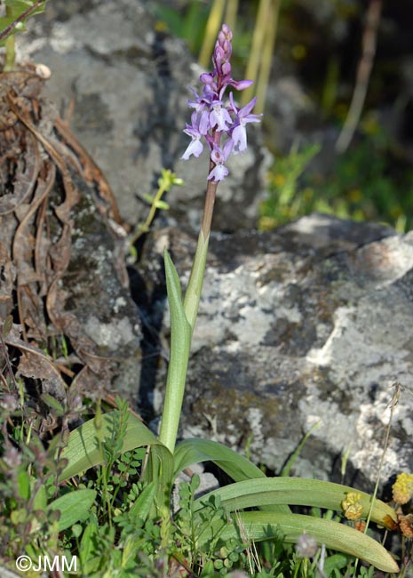 Orchis lapalmensis = Orchis mascula subsp. lapalmensis