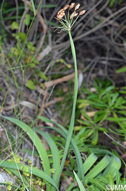 Pancratium canariense