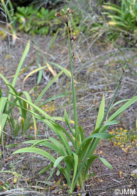 Pancratium canariense