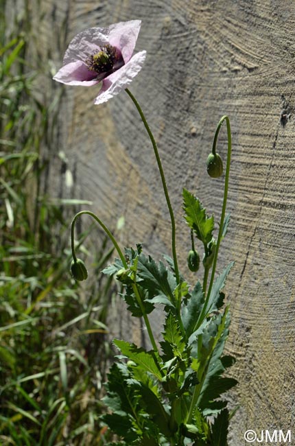 Papaver somniferum subsp. setigerum