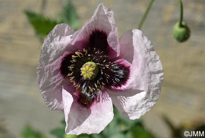 Papaver somniferum subsp. setigerum