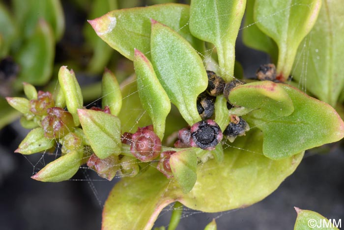 Patellifolia patellaris