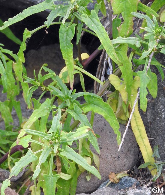 Patellifolia webbiana = Beta webbiana