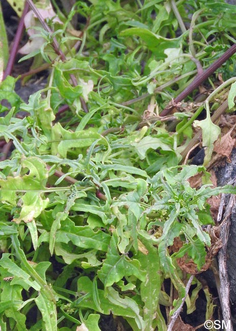 Patellifolia webbiana = Beta webbiana