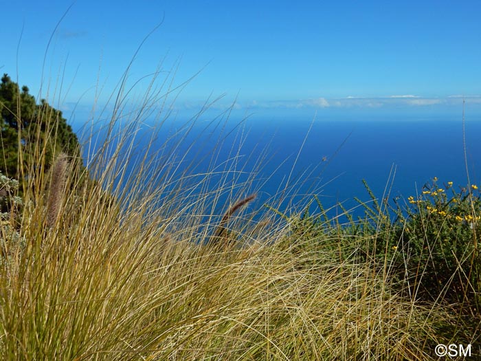 Pennisetum setaceum & Adenocarpus foliolosus