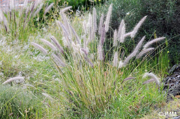 Pennisetum setaceum = Cenchrus setaceus