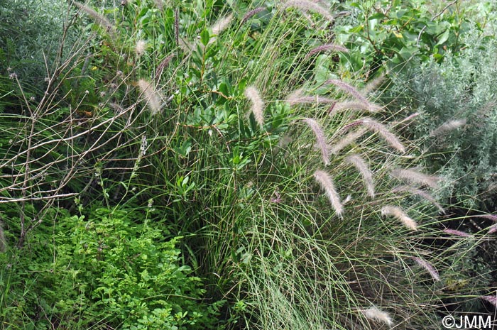 Pennisetum setaceum & Silene gallica