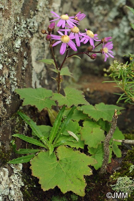 Pericallis echinata