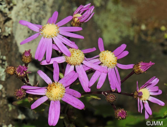 Pericallis echinata