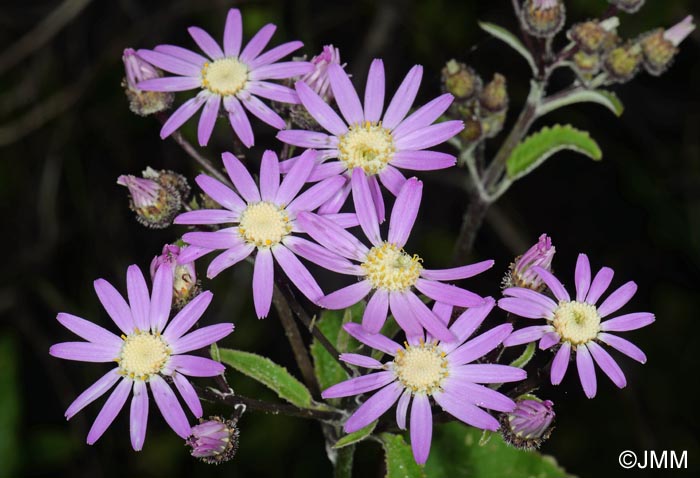 Pericallis echinata