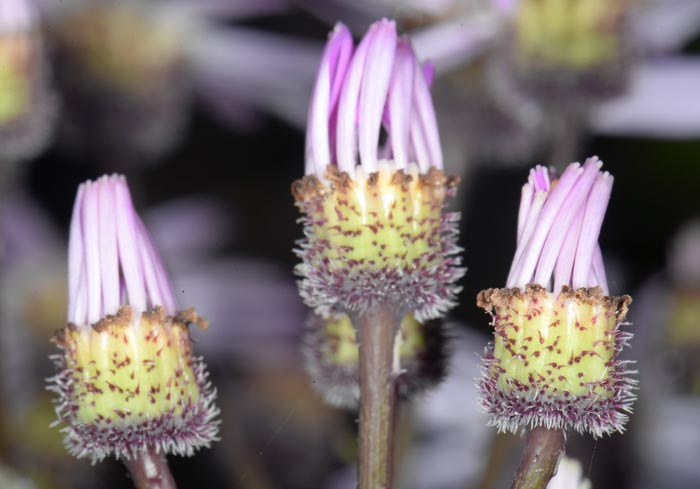 Pericallis echinata