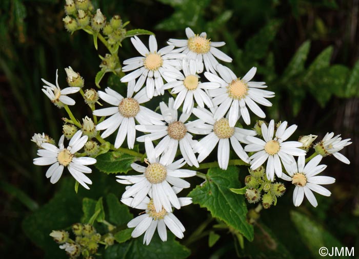 Pericallis echinata "f. alba"