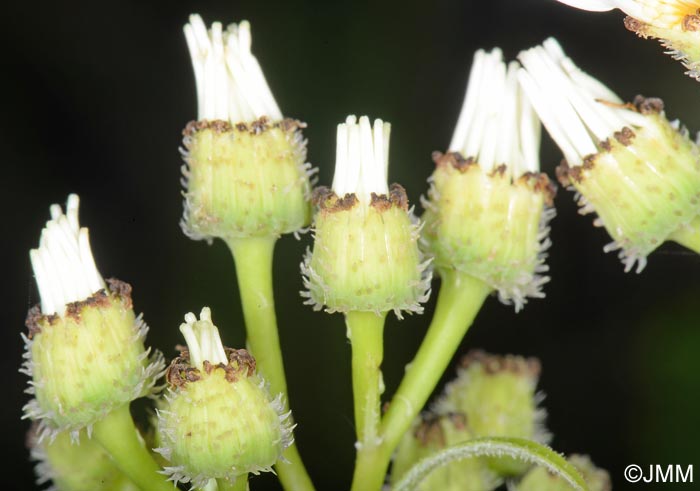 Pericallis echinata "f. alba"