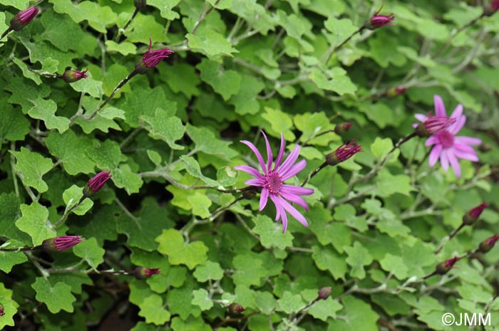 Pericallis lanata