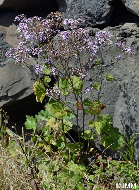 Pericallis papyracea