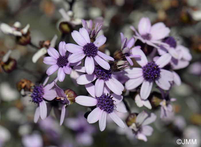 Pericallis papyracea