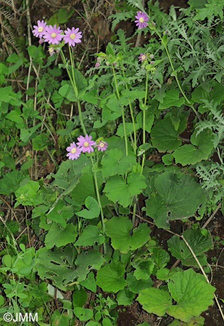 Pericallis tussilaginis