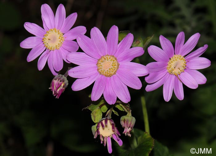 Pericallis tussilaginis