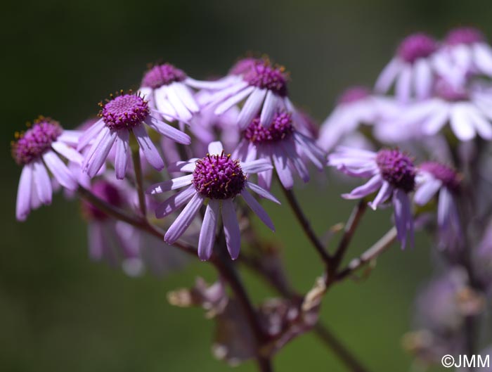 Pericallis webbii