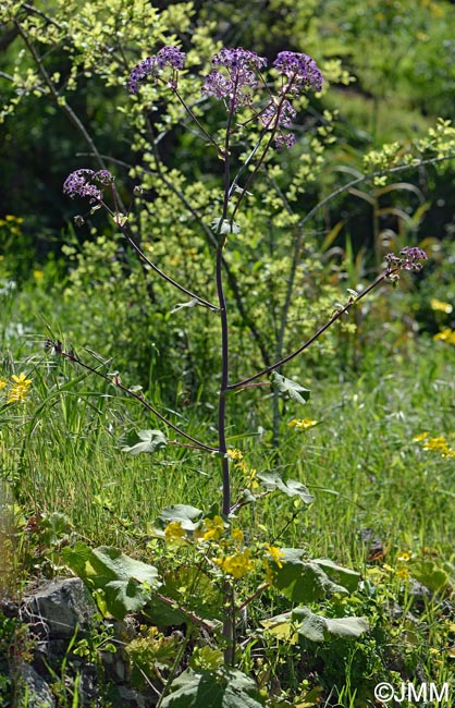 Pericallis webbii